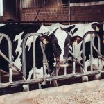 US dairy margins poised to be best in a decade