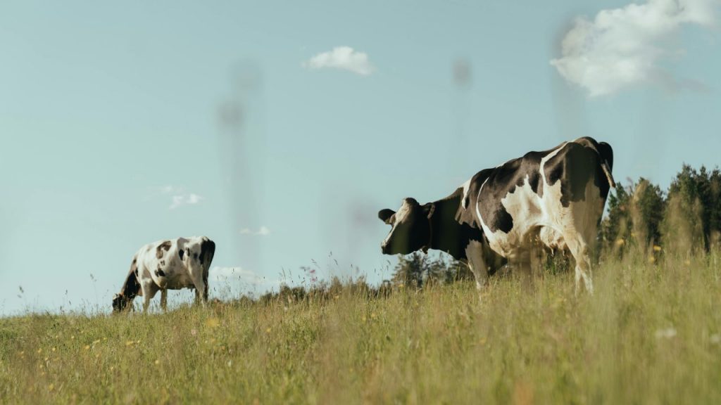 US government to invest $11 million to ‘support resiliency’ in dairy