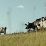 US government to invest $11 million to ‘support resiliency’ in dairy