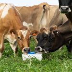 WA dairy latest to join milk on tap revolution - and it's udderly good