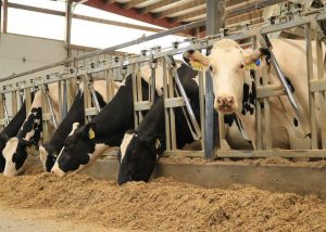 Why Do Cows Take a Production Hit on Dried Distillers Grains with Solubles