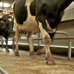 Why some winter milk farms achieve better financial performance than others