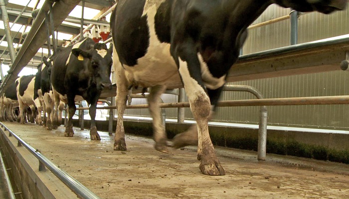 Why some winter milk farms achieve better financial performance than others