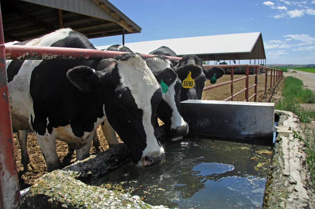 3 Idaho dairies now quarantined for bird flu. What’s happening to cows, and what it means