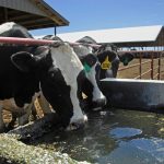 3 Idaho dairies now quarantined for bird flu. What’s happening to cows, and what it means