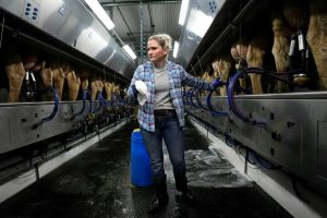 America’s Disappearing Dairy Farms