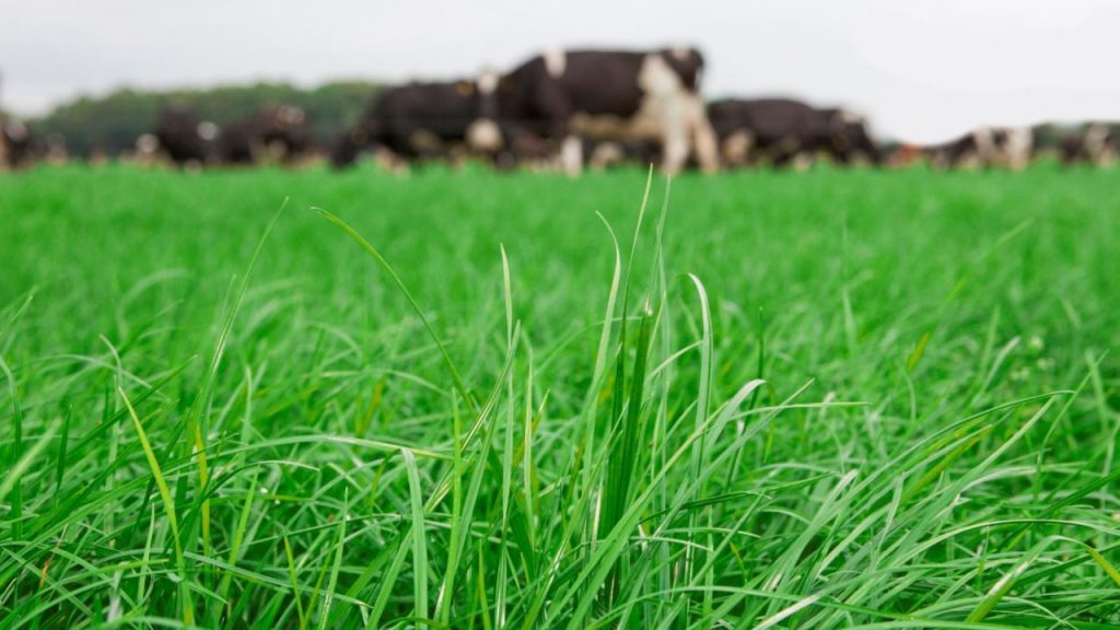 Analysing herbage production and rectifying soil fertility