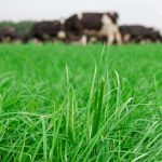 Analysing herbage production and rectifying soil fertility