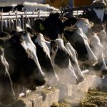 Bird Flu Infects 1 in 14 Dairy Workers Exposed; CDC Urges Better Protections