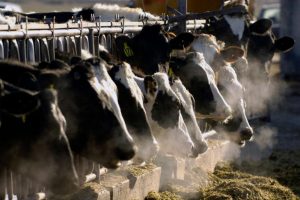 Bird Flu Infects 1 in 14 Dairy Workers Exposed; CDC Urges Better Protections