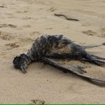 Bird flu H5N1 precautions ramp up as thousands of dead birds wash up along east coastline