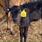 Calls for dairy industry to stop killing healthy calves for milk production