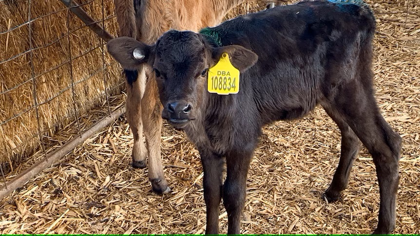 Calls for dairy industry to stop killing healthy calves for milk production