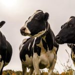 Canadian senators are slow-walking a controversial dairy bill