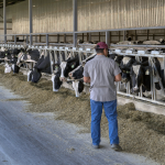 Cows Can Read People, and It Shows