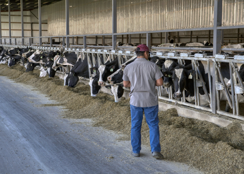 Cows Can Read People, and It Shows