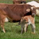 Dairy Redemption Giving bobby calves a longer life