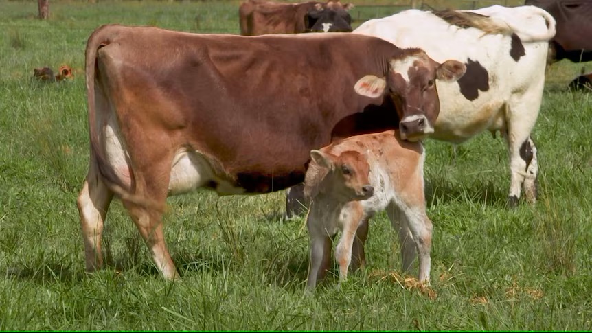 Dairy Redemption Giving bobby calves a longer life