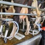 Dairy exports flourish with CWT deals