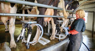 Dairy exports flourish with CWT deals