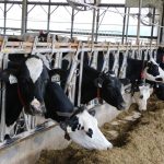 Dairy farm milk price drops for 2025