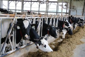 Dairy farm milk price drops for 2025