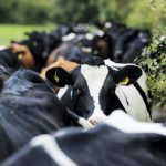 Dairy farm spend on compliance hits