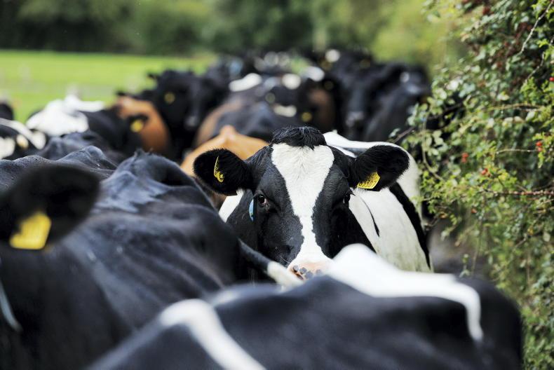 Dairy farm spend on compliance hits