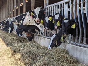 Dairy farmer margins encouraging investment