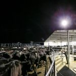 Dairy farmers feed on as average milk returns break 60c L