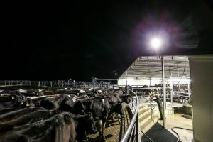 Dairy farmers feed on as average milk returns break 60c L