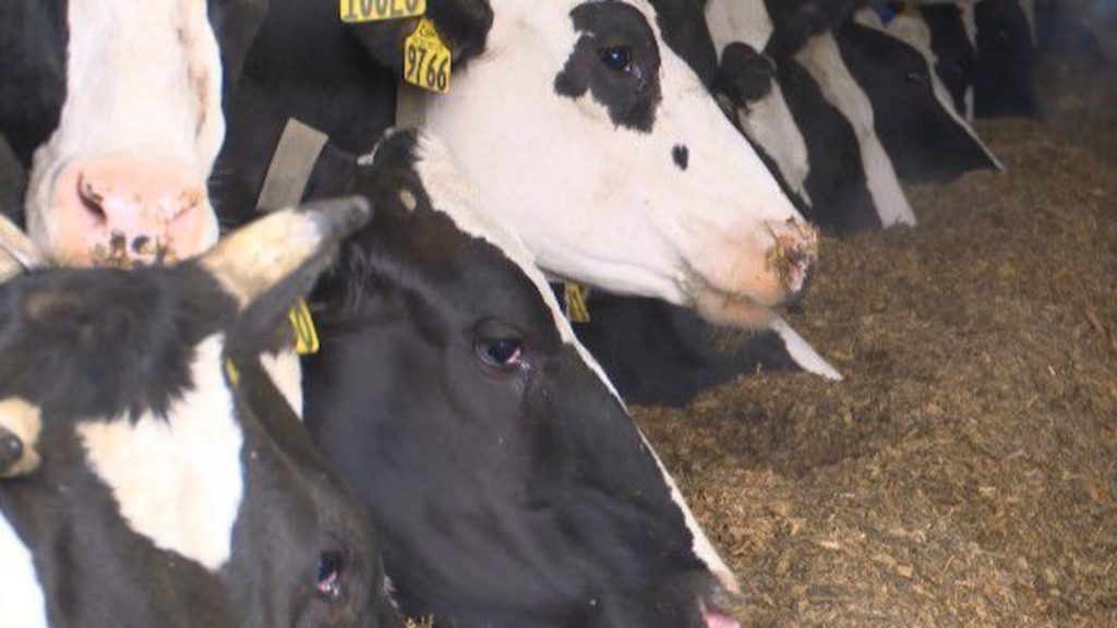 Dairy farmers urged to apply for money to modernize