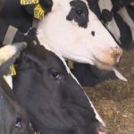 Dairy farmers urged to apply for money to modernize