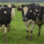 Dairy farmers welcome avian influenza funding