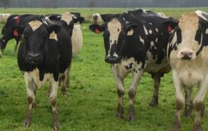 Dairy farmers welcome avian influenza funding