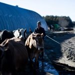 Dairy task force recommends boosting subsidy to preserve Maine farms