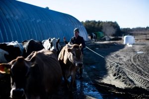 Dairy task force recommends boosting subsidy to preserve Maine farms