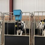 Down dairy farmer sets his heifers up for success