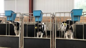 Down dairy farmer sets his heifers up for success