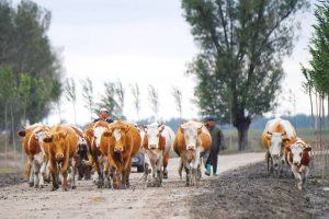 Economic woes sour prospects for China’s dairy farmers