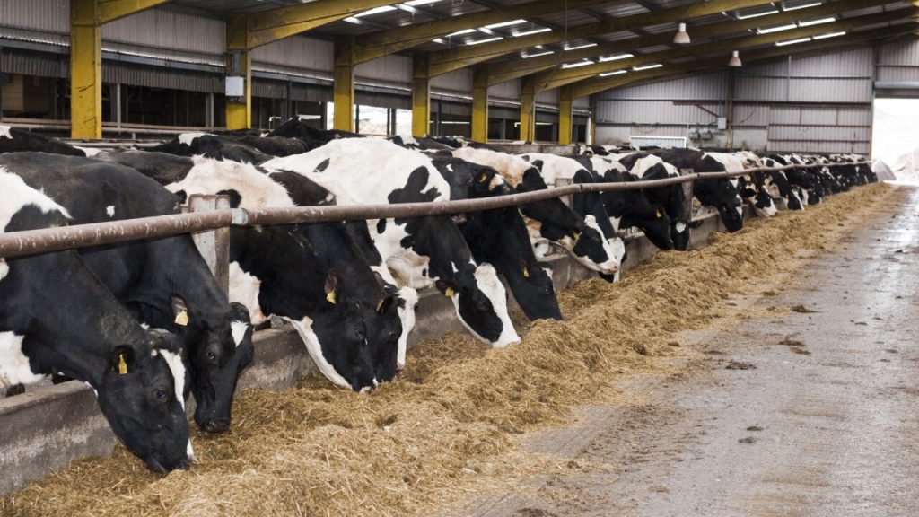 Feeding the dairy cow as the dry period approaches