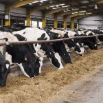 Feeding the dairy cow as the dry period approaches