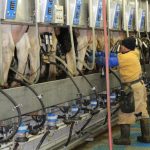 Give thanks for dairy farmers