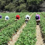 How-Trumps-Promises-of-Mass-Deportations-Could-Impact-the-Food-System