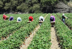 How-Trumps-Promises-of-Mass-Deportations-Could-Impact-the-Food-System