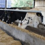 How a Somerset dairy cut mastitis cases by 40% in two years