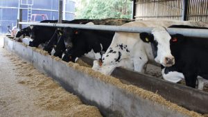 How a Somerset dairy cut mastitis cases by 40% in two years