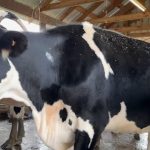 How does daylight saving time affect dairy farming