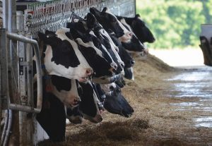 Largest UK dairy co-op testing methane-suppressing drug on cattle herds