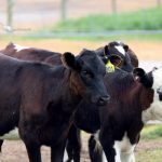 Little black dairy calf a milestone for LIC